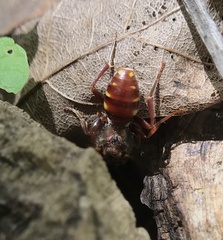 Nomada maculata