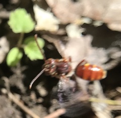 Nomada maculata