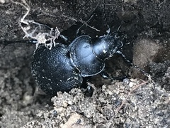Calosoma luxatum