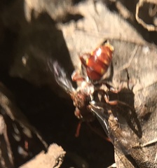 Nomada maculata