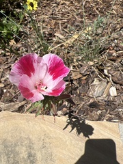 Clarkia speciosa