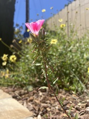 Clarkia speciosa