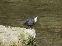 Cinclus cinclus gularis
