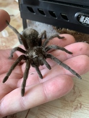 Grammostola pulchra