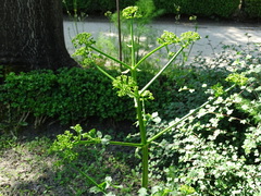 Opopanax chironium