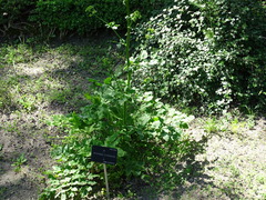 Opopanax chironium