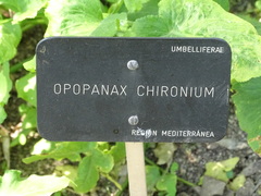 Opopanax chironium