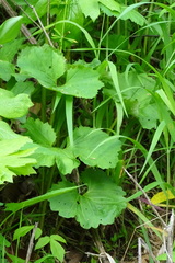 Arnoglossum reniforme