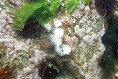 Actinothoe sphyrodeta