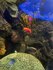 Pseudanthias pleurotaenia