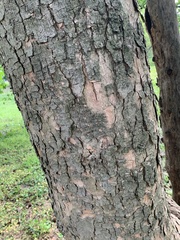 Acer pseudoplatanus