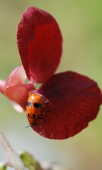 Coptocephala
