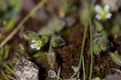 Cerastium diffusum