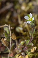 Cerastium diffusum