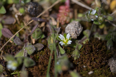 Cerastium diffusum