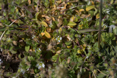 Cerastium diffusum
