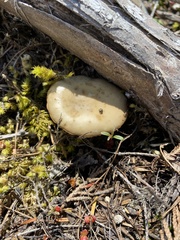 Clitocybe glacialis