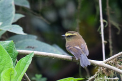 Silvicultrix diadema