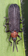 Chalepus bicolor