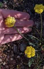 Lomatium austiniae