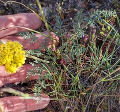 Lomatium austiniae
