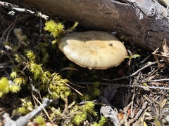 Clitocybe glacialis