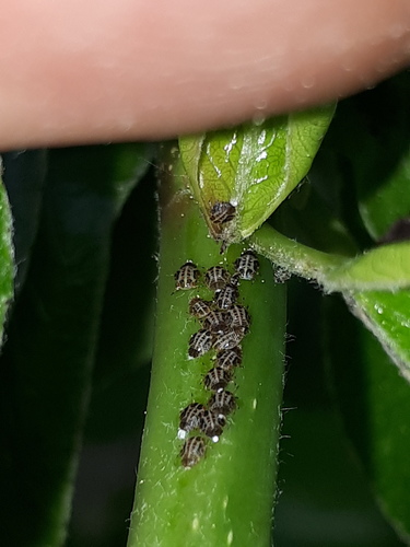Cacopsylla pyri