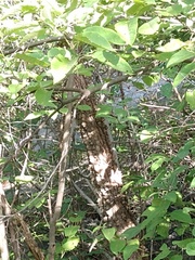 Anadenanthera colubrina cebil