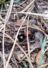 Trogaspidia catanensis