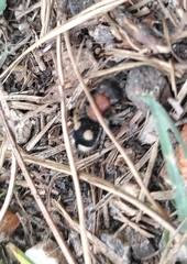 Trogaspidia catanensis