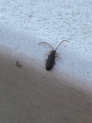 Uleiota debilis