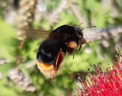 Bombus xanthopus