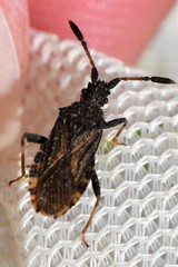 Strobilotoma typhaecornis