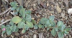 Corbichonia decumbens