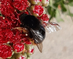 Bombus xanthopus