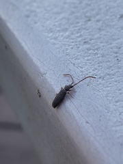 Uleiota debilis