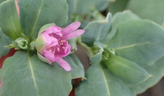 Corbichonia decumbens