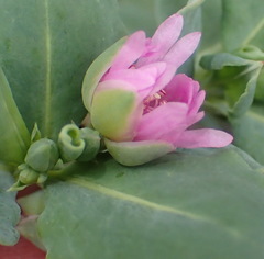 Corbichonia decumbens