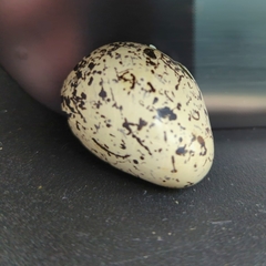 Antrostomus vociferus