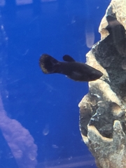Poecilia sphenops