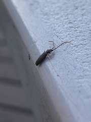 Uleiota debilis
