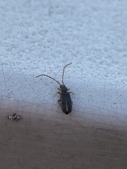Uleiota debilis
