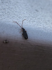 Uleiota debilis