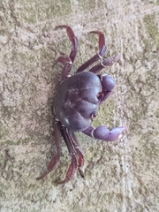 Johngarthia weileri
