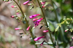 Penstemon × parishii