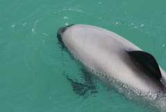 Cephalorhynchus hectori hectori
