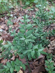 Ruscus aculeatus