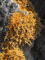 Caloplaca coralloides image
