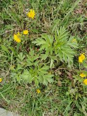 Artemisia vulgaris