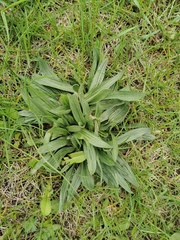 Plantago lanceolata